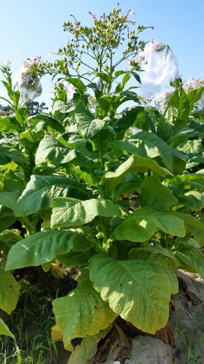 PLANT